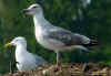3cy argentatus in July, ringed in Finland. (74898 bytes)