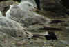 3cy argentatus in July, ringed in Finland. (77523 bytes)