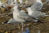 3cy argentatus in July, ringed in Finland. (74127 bytes)