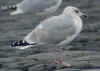 3cy argenteus in November, ringed in Belgium. (65637 bytes)