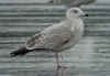 3cy argentatus in February. (72137 bytes)