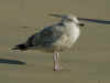 3cy argenteus in February, ringed in the Netherlands. (59378 bytes)