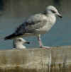 3cy argenteus in March, ringed in Belgium. (66449 bytes)