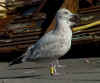 3cy argenteus in March, ringed in Britain. (71370 bytes)