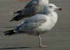 3cy argenteus in March, ringed in Belgium. (61218 bytes)