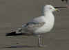 3cy argenteus in March, ringed in France. (54539 bytes)
