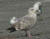 3cy argenteus in March, ringed in Belgium. (68654 bytes)