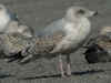 3cy argenteus in March, ringed in the Netherlands. (72801 bytes)