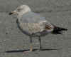 3cy argenteus in March, ringed in Belgium. (68863 bytes)