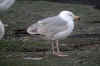 3cy argenteus in April, ringed in Belgium. (101613 bytes)