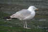 3cy argenteus in April, ringed in Belgium. (93939 bytes)