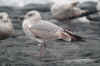 3cy argenteus in March, ringed in Belgium. (81330 bytes)