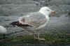 3cy argenteus in April, ringed in the U.K.  (92606 bytes)