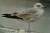 3cy herring gull in May. (58952 bytes)