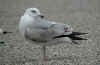 4cy argenteus in March, ringed in the Netherlands. (76929 bytes)