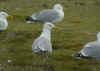 adult argenteus in May, ringed in Belgium. (66065 bytes)