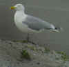 adult argenteus in May, ringed in Belgium. (64855 bytes)