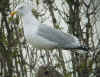 adult argenteus in April, ringed in Belgium. (85360 bytes)