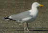 adult argenteus in April, ringed in the Netherlands. (73053 bytes)