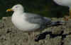 adult argentatus in August. (55790 bytes)