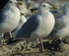 adult argentatus in August, ringed in Finland. (68370 bytes)