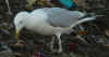adult argentatus in August, ringed in Finland. (69858 bytes)