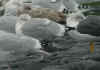 adult argentatus in November, ringed in Denmark. (66854 bytes)
