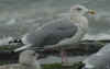adult argentatus in November, ringed in Norway. (46759 bytes)