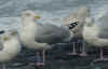 adult argenteus in November, ringed in Belgium. (57914 bytes)