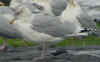 adult argentatus in November, ringed in Denmark. (56984 bytes)