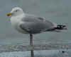 adult argenteus in February, ringed in the Netherlands. (59154 bytes)
