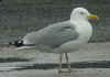 adult argenteus in February, ringed in Belgium. (70167 bytes)