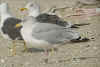 adult argenteus in September, ringed in the Netherlands. (85378 bytes)