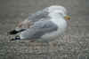 adult argenteus in March, ringed in the Netherlands. (110654 bytes)
