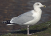 3cy argenteus in November, ringed in the Netherlands. (74478 bytes)