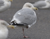 1cy argenteus in August, ringed in Belgium. (90559 bytes)