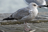 3cy argenteus in January, ringed in the Netherlands. (68274 bytes)