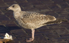2cy argenteus in January, ringed in Belgium. (92295 bytes)