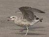 1cy argenteus in August, ringed in Belgium. (90559 bytes)
