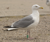 1cy argenteus in August, ringed in Belgium. (90559 bytes)