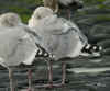 sub-adult argenteus in November, ringed in Belgium. (84125 bytes)