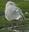 sub-adult argenteus in November, ringed in ther Netherlands. (86160 bytes)