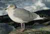 sub-adult argenteus in November, ringed in Belgium. (80555 bytes)