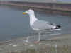 sub-adult argenteus in April, ringed in the Netherlands. (60988 bytes)