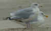 sub-ad argenteus in September, ringed in the Netherlands. (64983 bytes)