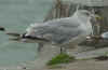 sub-adult Herring Gull in September. (75836 bytes)
