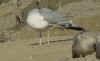 sub-adult argentatus in August, ringed in Finland. (75638 bytes)