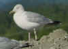 sub-adult argentatus in August, ringed in Finland. (63038 bytes)