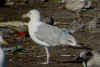 sub-adult argentatus in August, ringed in Finland. (83017 bytes)