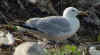 sub-adult argentatus in August. (70483 bytes)